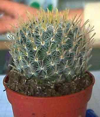 Amica senza nome 1.jpg